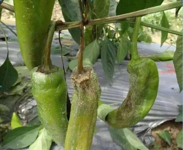 如何防治辣椒种植疫病？