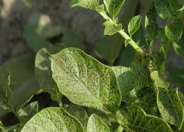 打杀菌剂什么温度好？
