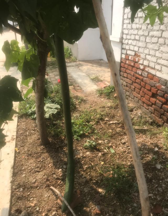 农村老人种植丝瓜，为什么要在丝瓜下部用绳子吊块石头？是为了丝瓜长得更长？