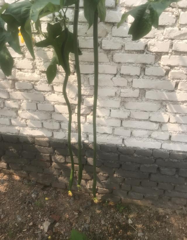 农村老人种植丝瓜，为什么要在丝瓜下部用绳子吊块石头？是为了丝瓜长得更长？