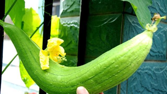 农村老人种植丝瓜，为什么要在丝瓜下部用绳子吊块石头？是为了丝瓜长得更长？