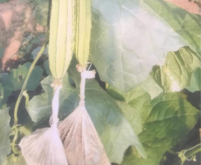 农村老人种植丝瓜，为什么要在丝瓜下部用绳子吊块石头？是为了丝瓜长得更长？