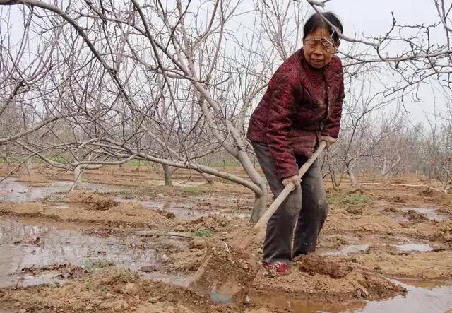 花椒树什么时候浇水为宜？