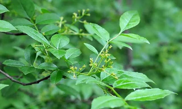 花椒树什么时候浇水为宜？