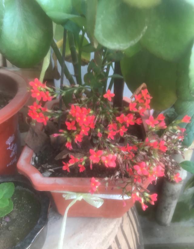长寿花什么时候打顶好?需要注意什么?