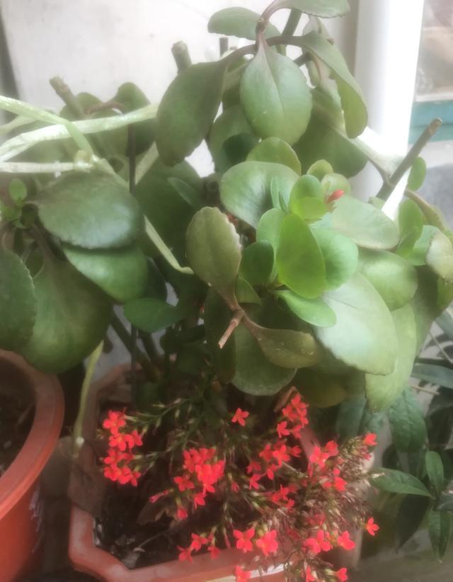 长寿花什么时候打顶好？需要注意什么？