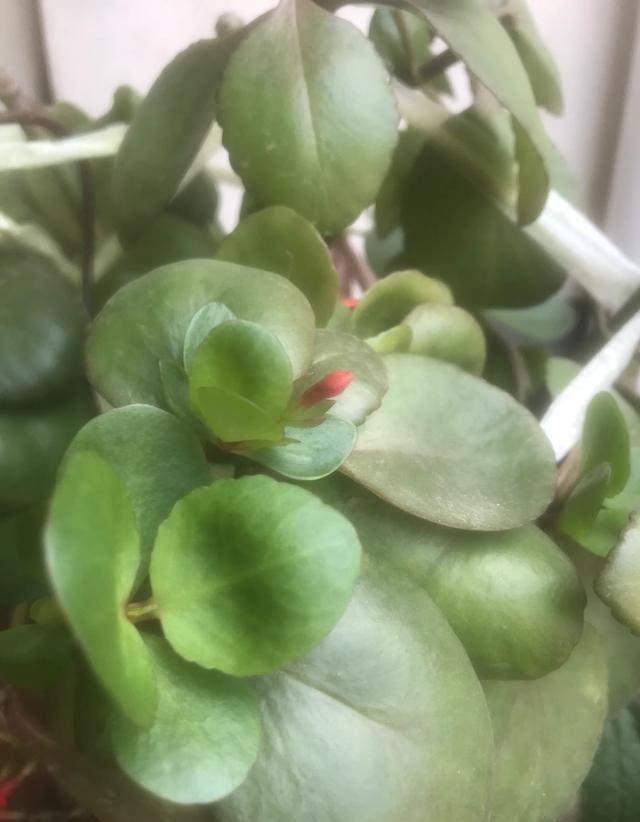 长寿花什么时候打顶好？需要注意什么？