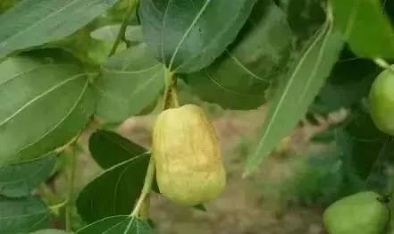 枣树，缩果咋办、如何预防？