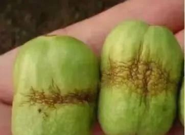 枣树,缩果咋办、如何预防?