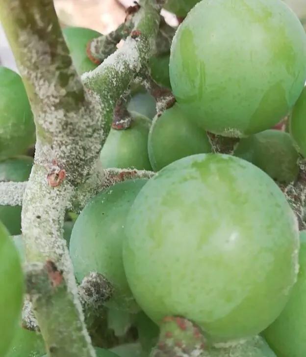 葡萄树，得了白粉病，会传染吗？用什么农药控制？
