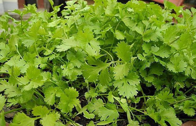 香菜什么时间种植？