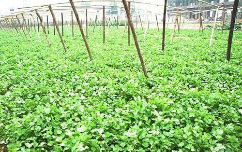 香菜什么时间种植？