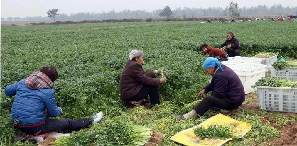 香菜什么时间种植？