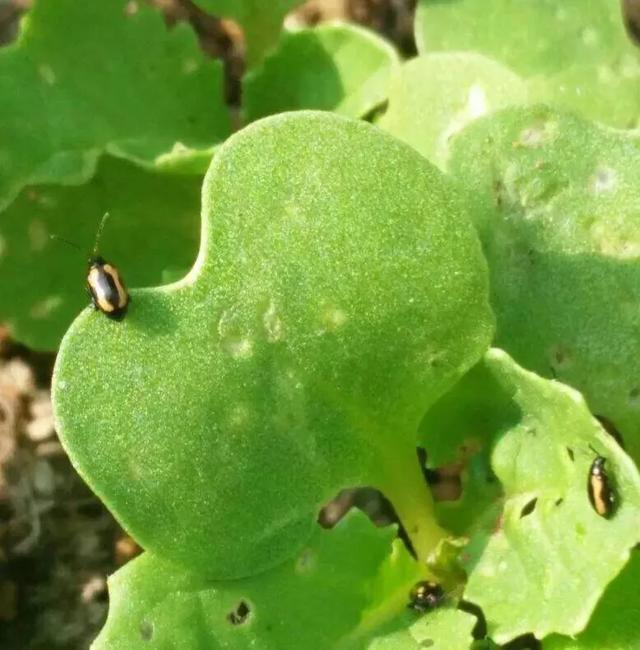 什么农药可以治青菜跳甲？