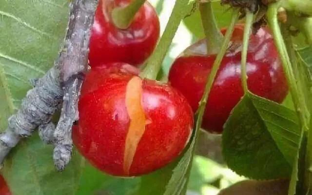 大樱桃叶面肥花前打好还是花后打好?