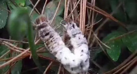 微生物杀虫剂有哪些？都能杀什么虫？