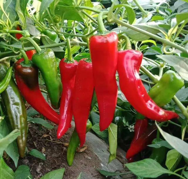 辣椒能重茬种植吗？