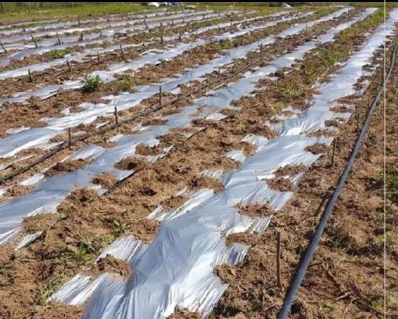 茄子地里的草用什么除草剂来杀？