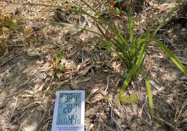 下山兰在35-40度的高温天气的沙质土壤里是否可以生长？