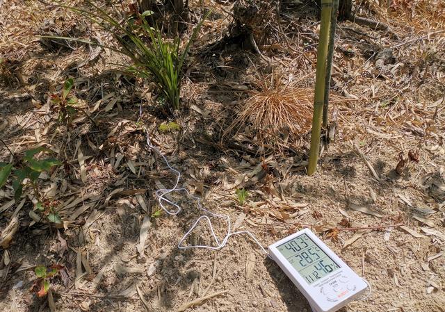 下山兰在35-40度的高温天气的沙质土壤里是否可以生长？