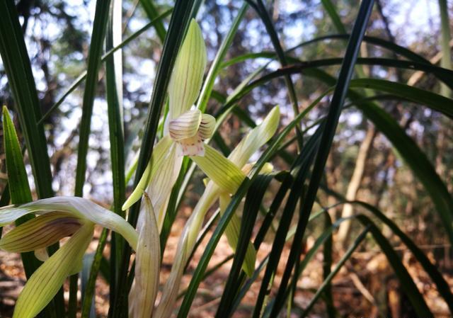 春兰开花是为什么一梗花茎上会开2朵花？