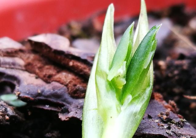 春兰开花是为什么一梗花茎上会开2朵花？