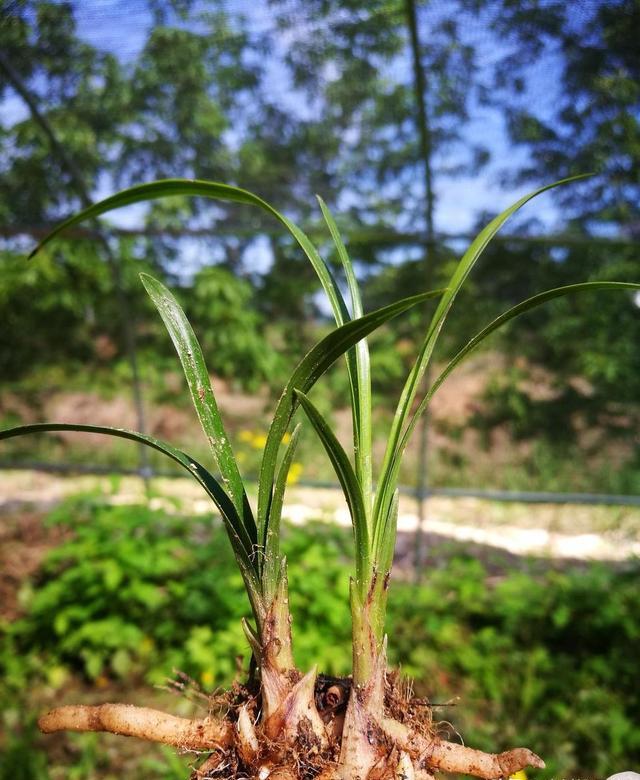 兰花老种是不是一直可以抽芽？