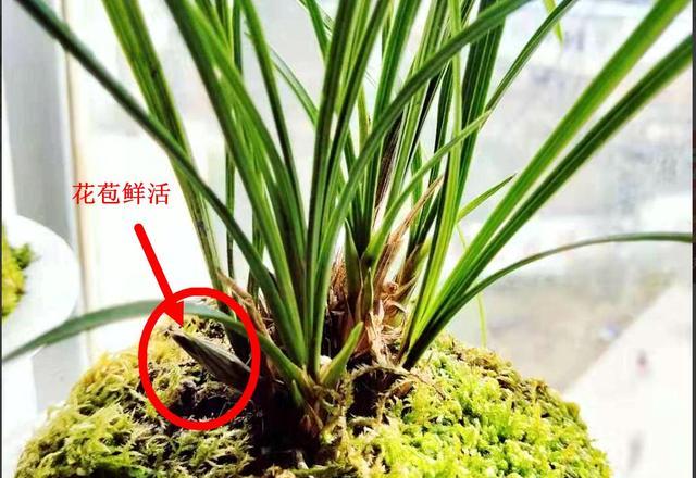 种植一个月的兰花，花苞这样起常吗？需要怎样才能安全越冬？