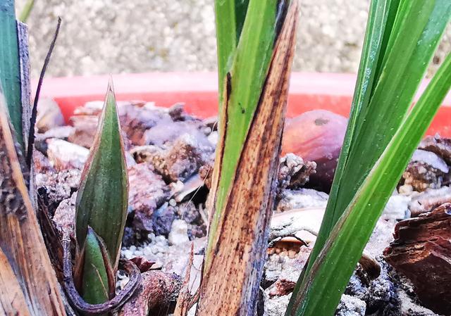 种植一个月的兰花，花苞这样起常吗？需要怎样才能安全越冬？