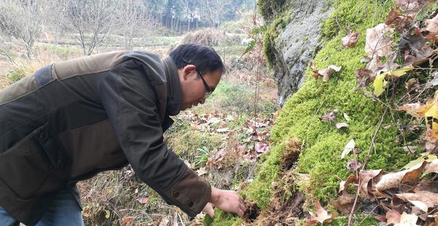 用青苔种兰花怎么施肥？