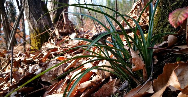 用青苔种兰花怎么施肥？