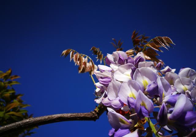 紫藤花使用磷酸二氢钾在什么时候好？