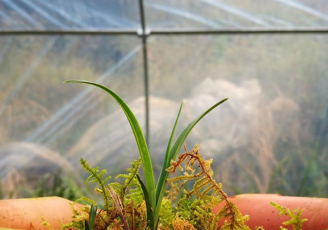 全部用青苔种兰花可不可以？怎样种？