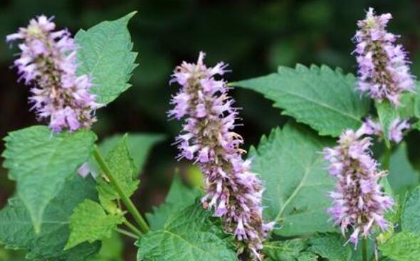 霍香草的功效和作用