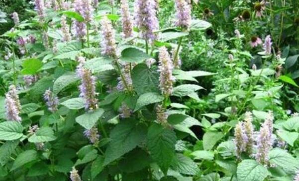 霍香草的功效和作用