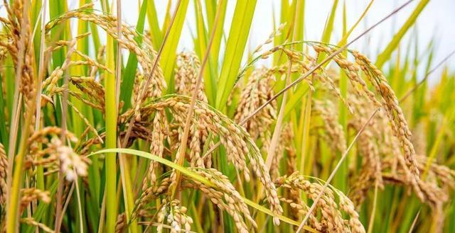 水稻怎样施用尿素高产？