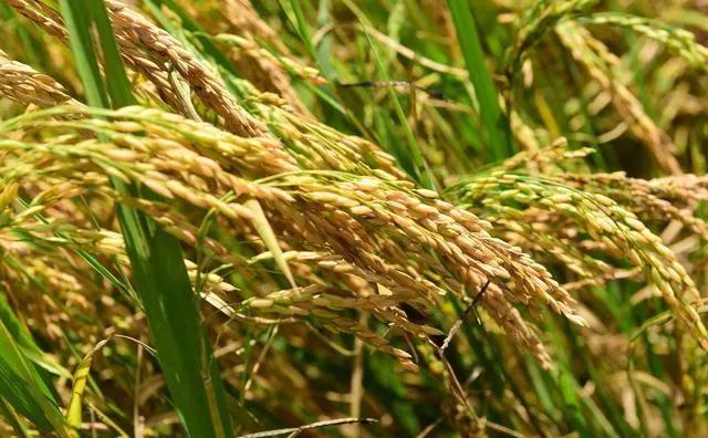 水稻怎样施用尿素高产？