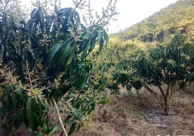 果树喷施叶面肥有什么好处？