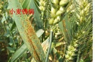 怎样防治小麦白粉病？