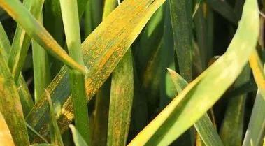 怎样防治小麦白粉病？
