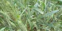 怎样防治小麦白粉病？