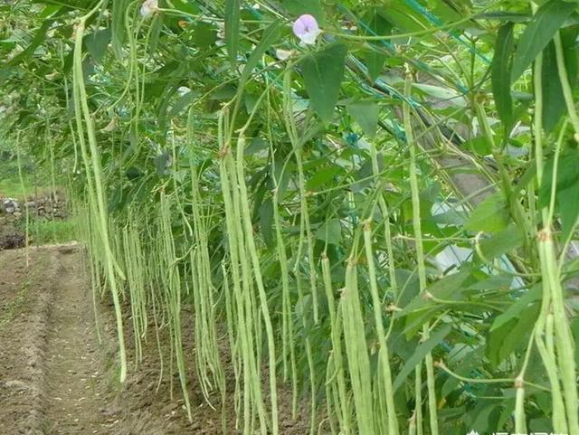 什么时候种植秋豆角最合适，为什么？