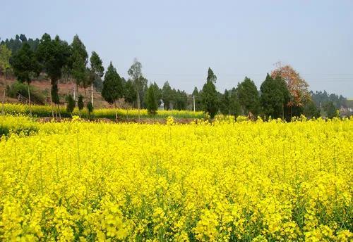 为什么种植油菜要增施硼肥？硼肥有什么作用？