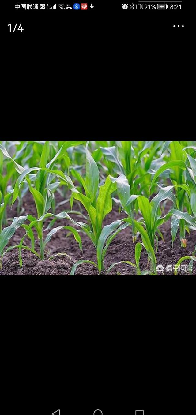 玉米苗后除草剂有哪些？常用的一般是哪几种？