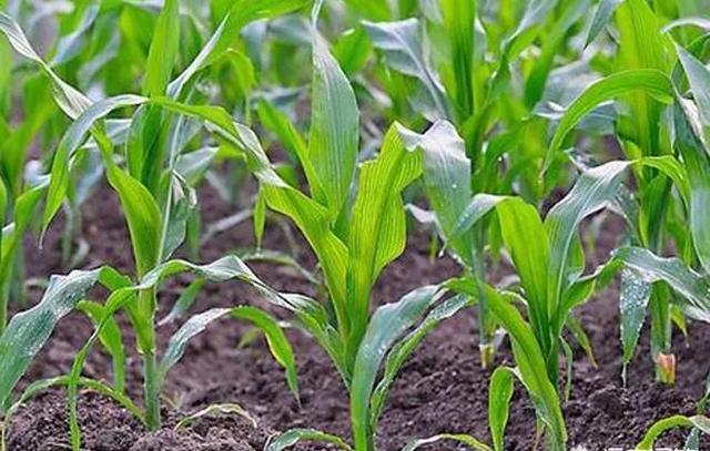 玉米苗后除草剂有哪些？常用的一般是哪几种？