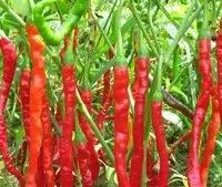 如何防治辣椒种植疫病？