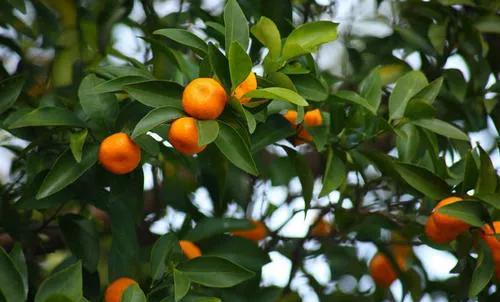 最近阴雨天多，不利柑橘花芽分化和着色，管理上该如何应对？
