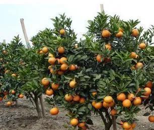 最近阴雨天多，不利柑橘花芽分化和着色，管理上该如何应对？