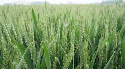 小麦种植前施什么肥比较好？