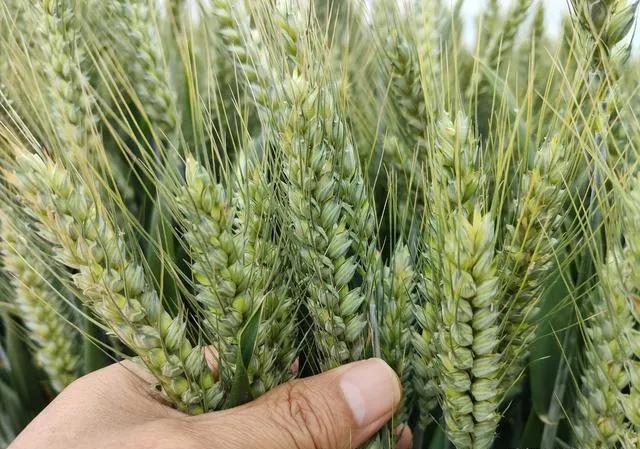 小麦种植前施什么肥比较好？